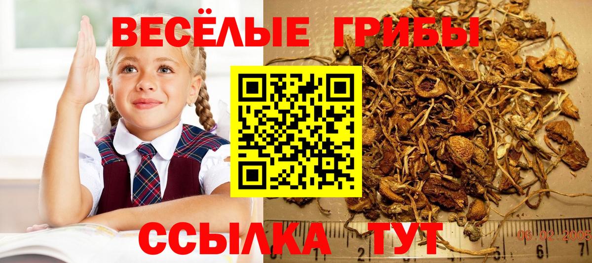 Галлюциногенные грибы Psilocybine cubensis  Вход с VPN  Белореченск 